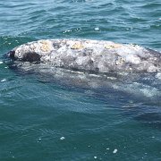 IMG 0001 2 (349)